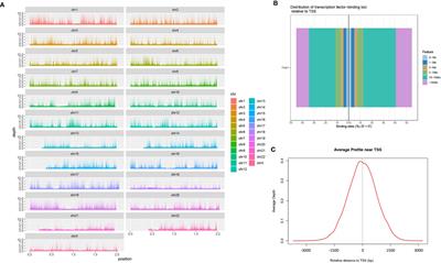 Bioinformatics Analysis Using ATAC-seq and RNA-seq for the Identification of 15 Gene Signatures Associated With the Prediction of Prognosis in Hepatocellular Carcinoma